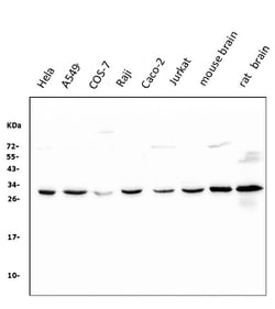 Invitrogen 14-3-3 zeta Monoclonal Antibody (6H7) 100 &mu;g; Unconjugated:Antibodies,