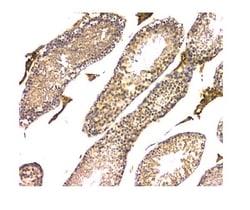Invitrogen WWOX Monoclonal Antibody (3D10) 100 &mu;g | Buy Online | Invitrogen&trade; | Fisher Scientific
