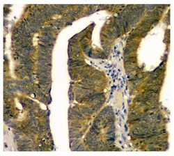 Invitrogen STUB1 Monoclonal Antibody (13I8) 100 &mu;g; Unconjugated:Antibodies,