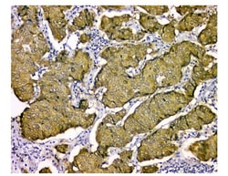 Invitrogen STUB1 Monoclonal Antibody (13I8) 100 &mu;g; Unconjugated:Antibodies,