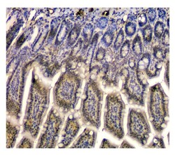 Invitrogen STUB1 Monoclonal Antibody (13I8) 100 &mu;g; Unconjugated:Antibodies,