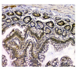 Invitrogen STUB1 Monoclonal Antibody (13I8) 100 &mu;g; Unconjugated:Antibodies,