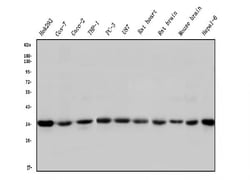 Invitrogen STUB1 Monoclonal Antibody (13I8) 100 &mu;g; Unconjugated:Antibodies,