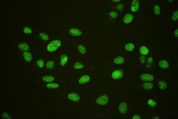 Invitrogen USP7 Monoclonal Antibody (5E2) 100 &mu;g; Unconjugated:Antibodies,