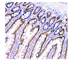 Invitrogen USP7 Monoclonal Antibody (5E2) 100 &mu;g; Unconjugated:Antibodies,