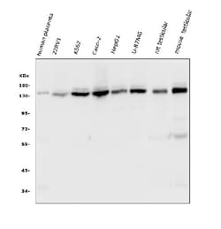 Invitrogen USP7 Monoclonal Antibody (5E2) 100 &mu;g; Unconjugated:Antibodies,