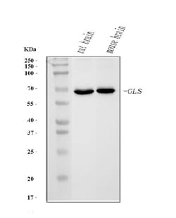 Invitrogen Glutaminase Monoclonal Antibody (9G6) 100 &mu;g; Unconjugated:Antibodies,