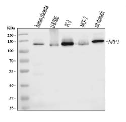 Invitrogen Neuropilin 1 Monoclonal Antibody (8G6G7) 100 &mu;g; Unconjugated:Antibodies,