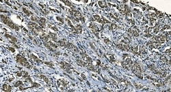 Invitrogen CDC45L Monoclonal Antibody (6H6) 100 &mu;g | Buy Online | Invitrogen&trade; | Fisher Scientific