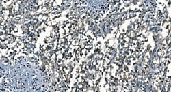 Invitrogen CDC45L Monoclonal Antibody (6H6) 100 &mu;g | Buy Online | Invitrogen&trade; | Fisher Scientific