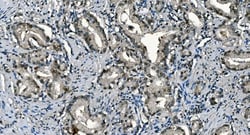 Invitrogen CDC45L Monoclonal Antibody (6H6) 100 &mu;g | Buy Online | Invitrogen&trade; | Fisher Scientific