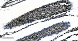 Invitrogen CDC45L Monoclonal Antibody (6H6) 100 &mu;g | Buy Online | Invitrogen&trade; | Fisher Scientific