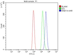 Invitrogen RAB11A Monoclonal Antibody (4H9) 100 &mu;g; Unconjugated:Antibodies,