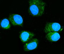 Invitrogen RAB11A Monoclonal Antibody (4H9) 100 &mu;g; Unconjugated:Antibodies,