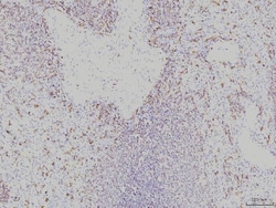 Invitrogen RAB11A Monoclonal Antibody (4H9) 100 &mu;g; Unconjugated:Antibodies,