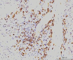 Invitrogen RAB11A Monoclonal Antibody (4H9) 100 &mu;g; Unconjugated:Antibodies,