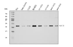 Invitrogen RAB11A Monoclonal Antibody (4H9) 100 &mu;g; Unconjugated:Antibodies,