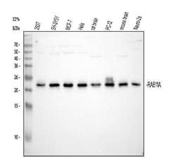 Invitrogen RAB11A Monoclonal Antibody (4H9) 100 &mu;g; Unconjugated:Antibodies,