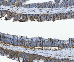 Invitrogen Annexin A1 Monoclonal Antibody (6B7F8) 100 &mu;g; Unconjugated:Antibodies,