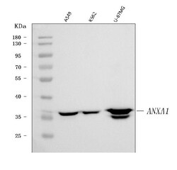 Invitrogen Annexin A1 Monoclonal Antibody (6B7F8) 100 &mu;g; Unconjugated:Antibodies,