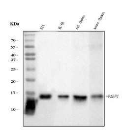 Invitrogen FABP4 Monoclonal Antibody (10E12) 100 &mu;g | Buy Online | Invitrogen&trade; | Fisher Scientific