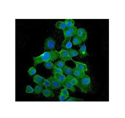 Invitrogen BUBR1 Monoclonal Antibody (5I7) 100 &mu;g | Buy Online | Invitrogen&trade; | Fisher Scientific