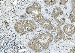 Invitrogen BUBR1 Monoclonal Antibody (5I7) 100 &mu;g | Buy Online | Invitrogen&trade; | Fisher Scientific