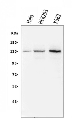 Invitrogen BUBR1 Monoclonal Antibody (5I7) 100 &mu;g | Buy Online | Invitrogen&trade; | Fisher Scientific