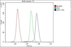 Invitrogen ATF1 Monoclonal Antibody (7F8) 100 &mu;g; Unconjugated:Antibodies,
