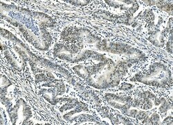 Invitrogen ATF1 Monoclonal Antibody (7F8) 100 &mu;g; Unconjugated:Antibodies,