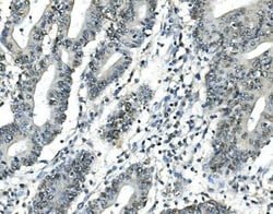Invitrogen ATF1 Monoclonal Antibody (7F8) 100 &mu;g; Unconjugated:Antibodies,