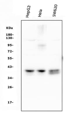 Invitrogen ATF1 Monoclonal Antibody (7F8) 100 &mu;g; Unconjugated:Antibodies,