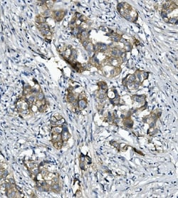 Invitrogen Catenin alpha-1 Monoclonal Antibody (10I2) 100 &mu;g; Unconjugated:Antibodies,