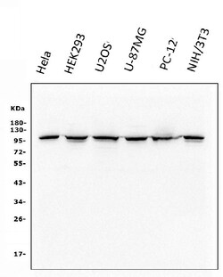 Invitrogen Catenin alpha-1 Monoclonal Antibody (10I2) 100 &mu;g; Unconjugated:Antibodies,
