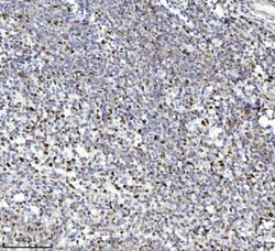 Invitrogen MCM7 Monoclonal Antibody (3H11) 100 &mu;g; Unconjugated:Antibodies,