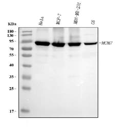 Invitrogen MCM7 Monoclonal Antibody (3H11) 100 &mu;g; Unconjugated:Antibodies,