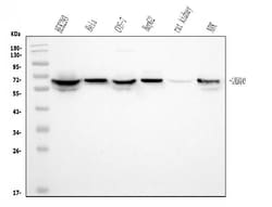 Invitrogen GRB10 Monoclonal Antibody (5H7) 100 &mu;g; Unconjugated:Antibodies,