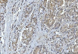 Invitrogen 14-3-3 epsilon Monoclonal Antibody (3G11G2) 100 &mu;g | Buy Online | Invitrogen&trade; | Fisher Scientific