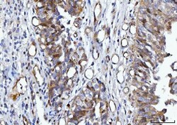 Invitrogen 14-3-3 epsilon Monoclonal Antibody (3G11G2) 100 &mu;g | Buy Online | Invitrogen&trade; | Fisher Scientific