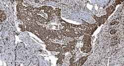 Invitrogen Ku70 Monoclonal Antibody (3D7) 100 &mu;g; Unconjugated:Antibodies,