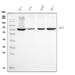 Invitrogen Ku70 Monoclonal Antibody (3D7) 100 &mu;g; Unconjugated:Antibodies,