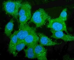 Invitrogen CES1 Monoclonal Antibody (3F10) 100 &mu;g; Unconjugated:Antibodies,