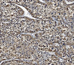 Invitrogen CES1 Monoclonal Antibody (3F10) 100 &mu;g; Unconjugated:Antibodies,