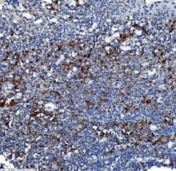 Invitrogen CES1 Monoclonal Antibody (3F10) 100 &mu;g; Unconjugated:Antibodies,