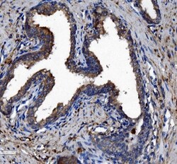 Invitrogen CES1 Monoclonal Antibody (3F10) 100 &mu;g; Unconjugated:Antibodies,