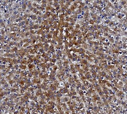 Invitrogen CES1 Monoclonal Antibody (3F10) 100 &mu;g; Unconjugated:Antibodies,