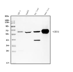 Invitrogen CES1 Monoclonal Antibody (3F10) 100 &mu;g; Unconjugated:Antibodies,