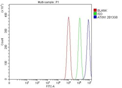 Invitrogen Ataxin 1 Monoclonal Antibody (2B13G8) 100 &mu;g; Unconjugated:Antibodies,
