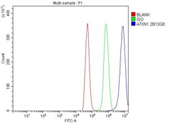 Invitrogen Ataxin 1 Monoclonal Antibody (2B13G8) 100 &mu;g; Unconjugated:Antibodies,