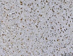Invitrogen Ataxin 1 Monoclonal Antibody (2B13G8) 100 &mu;g; Unconjugated:Antibodies,